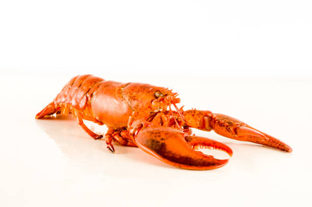 istock Delicious freshly steamed lobster 1286011808