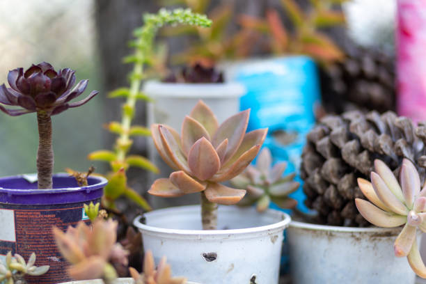 istock Beautiful flowers in the garden 1286012073