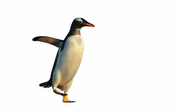 pingwin gentoo na jasnym białym tle - gentoo penguin zdjęcia i obrazy z banku zdjęć