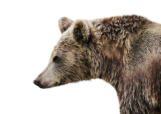 Close up of Eurasian brown bear against clear white background
