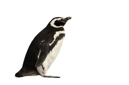 Penguin de Magallanes sobre un fondo blanco claro photo