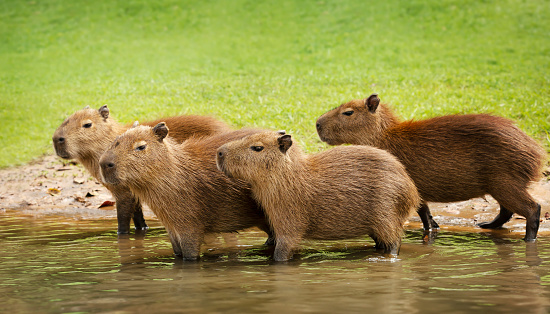 Group of baby Capybaras on a river bank, South Pantanal, Brazil.