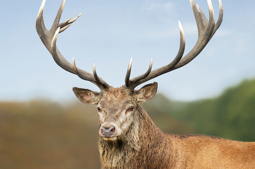 Close-up of a red deer stag against blue sky, UK.