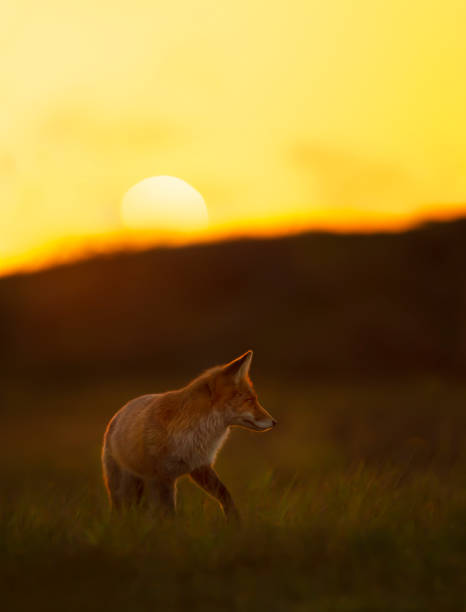 istock Close up of a red fox at sunset 1286012982