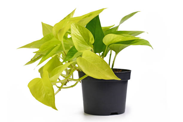istock Tropical 'Epipremnum Aureum Lemon Lime' house plant on white background 1286013121
