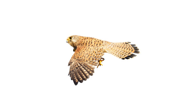 Close up of a common kestrel in flight against white background Close up of a common kestrel in flight against clear white background. portrait of common kestrel falco tinnunculus a bird of prey stock pictures, royalty-free photos & images