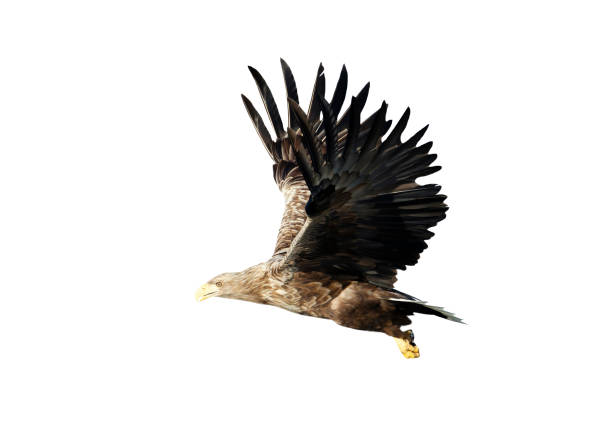 istock Close up of a White-tailed eagle in flight on a white background 1286013181