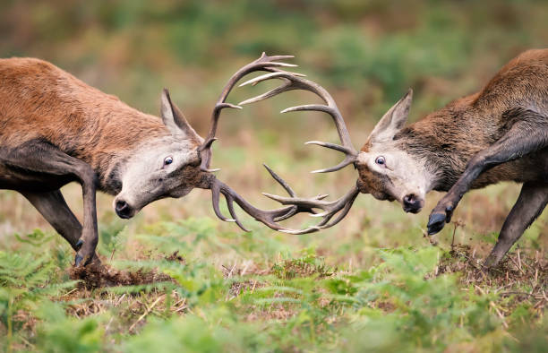 istock Red deer stags fighting during rutting season 1286013347