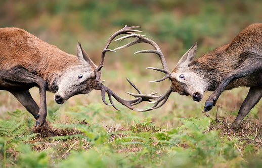Closeup of Red deer stags fighting during rutting season in UK.