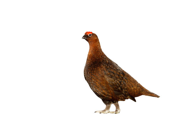 Close up of Male Red Grouse on a white background Close up of Male Red Grouse on a clear white background. grouse stock pictures, royalty-free photos & images
