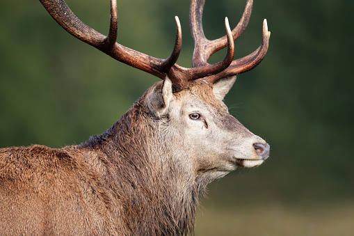 Portrait of a red deer stag, UK.