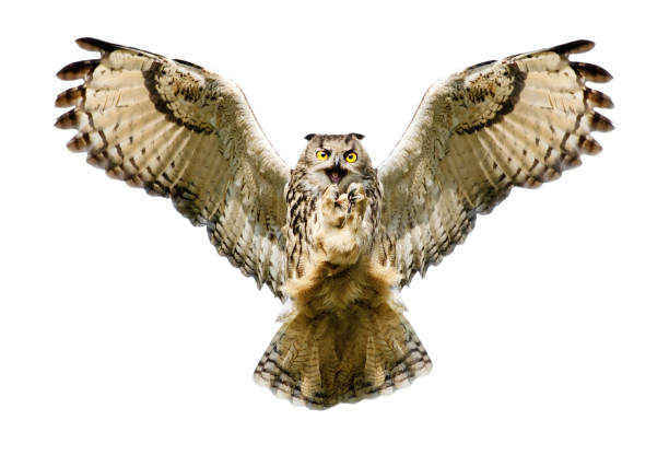 istock Close up of an Eagle Owl in flight on a white background 1286013400