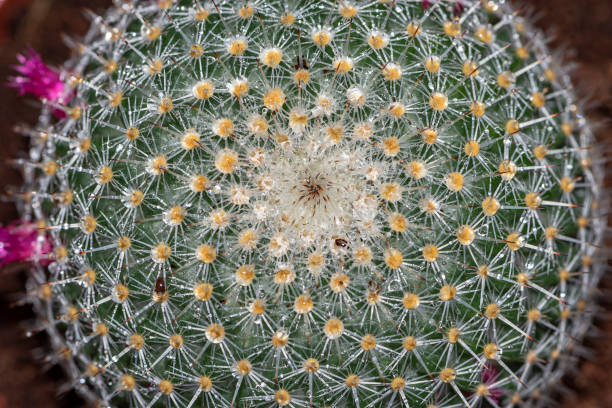 istock Selective focus close-up top-view shot on Golden barrel cactus (Echinocactus grusonii) cluster. 1286014340