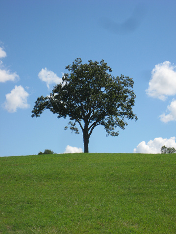 Lone tree at the top of a hill silhouetted against the blue sky.
