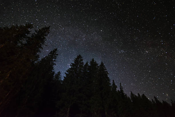 istock Starry night sky against a dark forest background. 1286016886