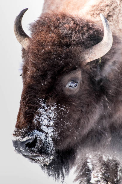 istock Bison in winter in Yellowstone NP 1286017043