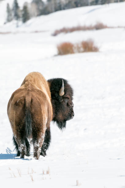 istock Bison in winter in Yellowstone NP 1286017046