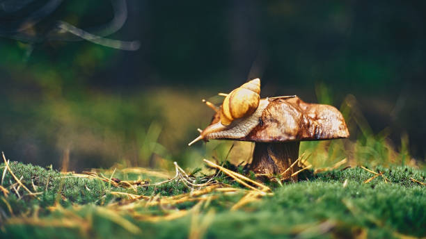 istock Beautiful autumn in the deep forest 1286017707