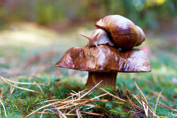 istock Beautiful autumn in the deep forest 1286017712