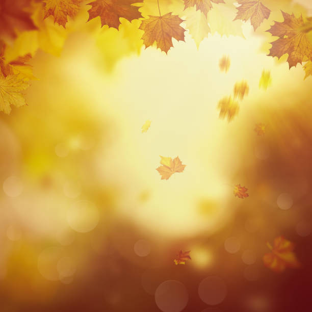 istock Wonderful autumn day in the forest 1286017790