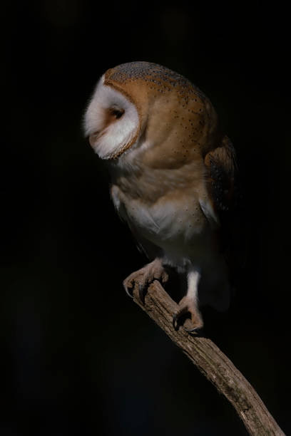 istock Cute and Beautiful Barn owl (Tyto alba) sitting on a branch. 1286017902