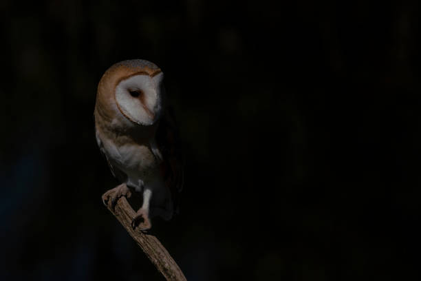 istock Cute and Beautiful Barn owl (Tyto alba) sitting on a branch. 1286017929