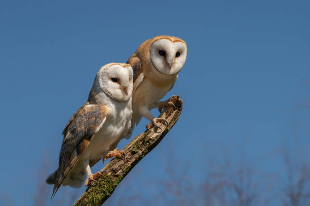 Barn Owl (Tyto alba) in front of a white background.