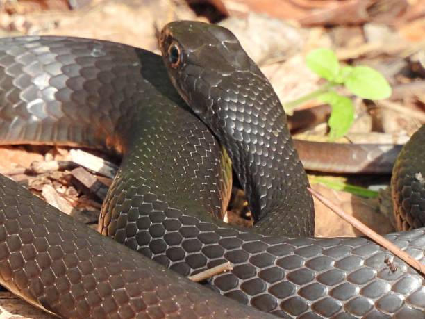istock Southern Black Racer Snake on resting on mulch 1286018257