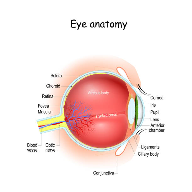 Eye anatomy. Cross section of eyeball, eyelids, and Optic nerve. Eye anatomy and Physiology. How the Human Eye Works. Cross section of eyeball, eyelids, and Optic nerve. Details about visual system with retina, sclera, macula, fovea, and etc. vector Illustration. ciliary-process stock illustrations