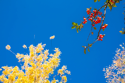 Mavi gökyüzü ve sonbahar renkleri yaprak ve yabani meyve bitkilerinin arka planı. yüksek pozlanmış, canlı renkli arka plan