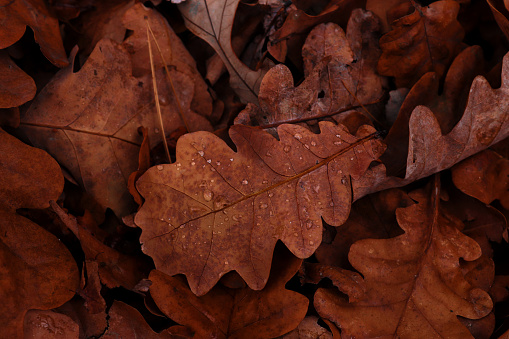 Oak leaves with water drops. Late autumn concept. Natural background of the fallen oak leaves. Autumn mood. Flat lay, selective focus