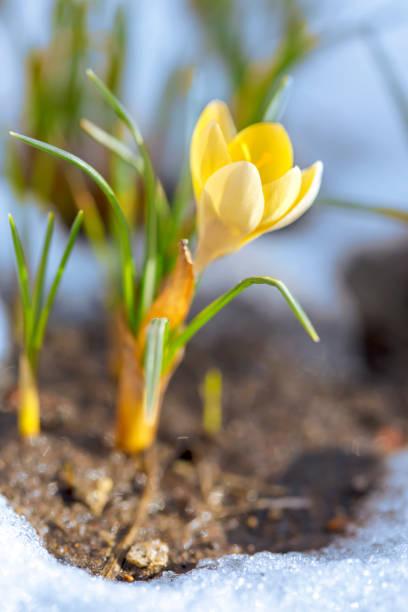 A DSLR photo of beautiful yellow crocus flowers in snow at early spring. Shallow depth of field.