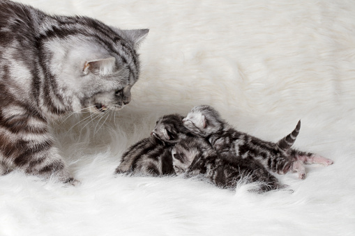 A DSLR photo of a worried mom cat calling its young kittens (british shorthair).