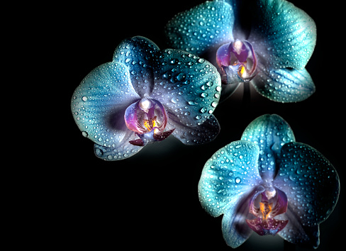 Beautiful blue Orchid flowers with drops on a black background. Space for copy.