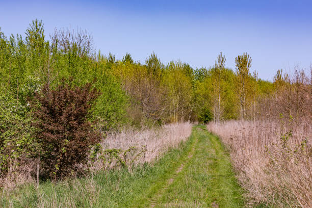 An agricultural path through a young deciduous forest in southern Germany