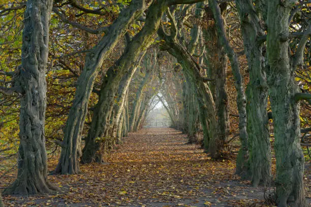 Avenue of hornbeam trees alomg footpath in morning fog in autumn.