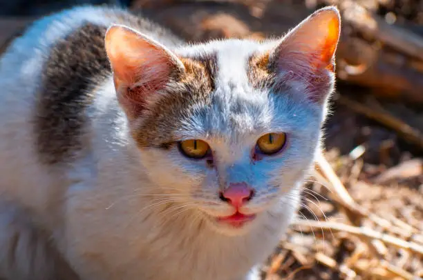 Photo of Close up of a stray cat