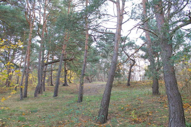 istock Beautiful park Reagan in Gdansk.Poland. 1286022600