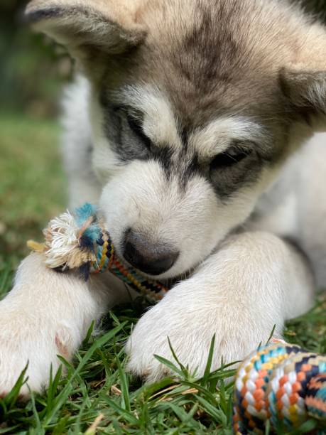 istock Puppy playing with tug rope toy 1286022747