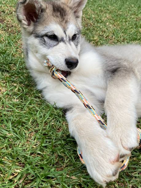 istock Puppy playing with tug rope toy 1286023467