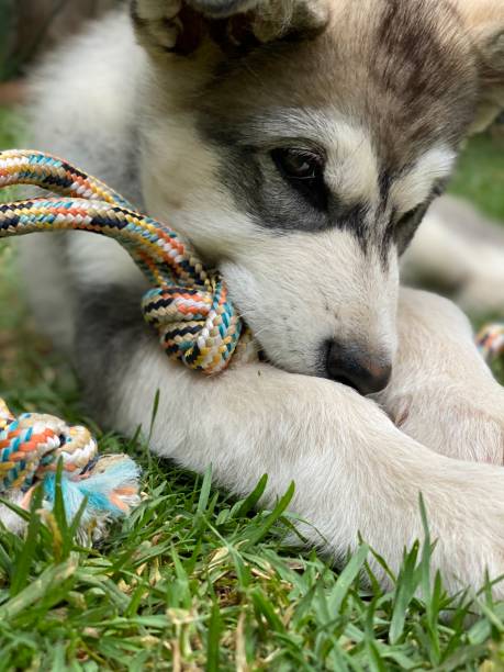 istock Puppy playing with tug rope toy 1286023523