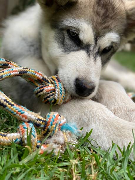 istock Puppy playing with tug rope toy 1286023551