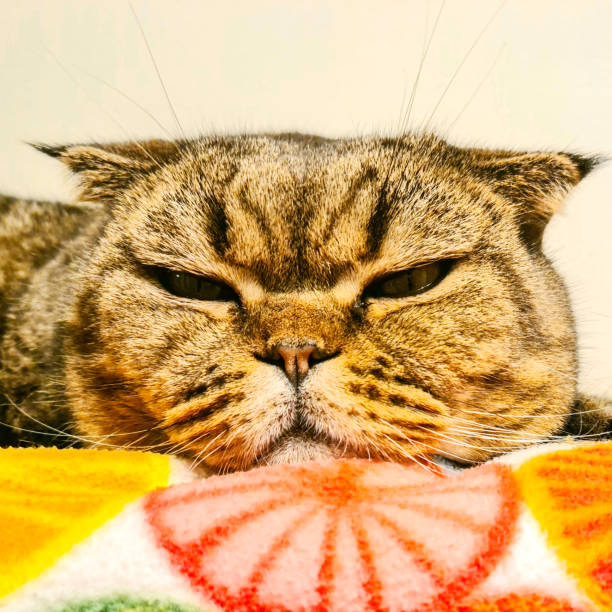 istock brown striped scottish fold cat with yellow eyes lying 1286024890