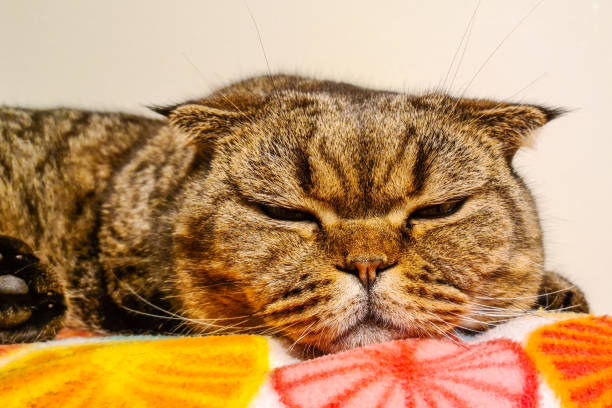 istock brown striped scottish fold cat with yellow eyes lying 1286024936