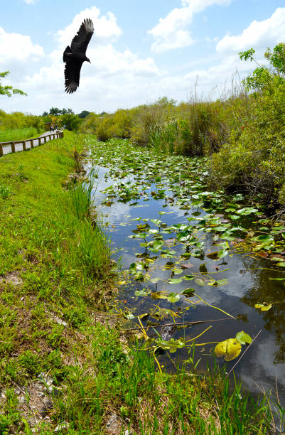 istock Black Vulture flying over the Everglades 1286025074