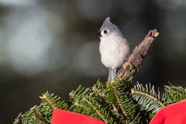 Tufted Titmouse Playing with a Merry Christmas Wreath