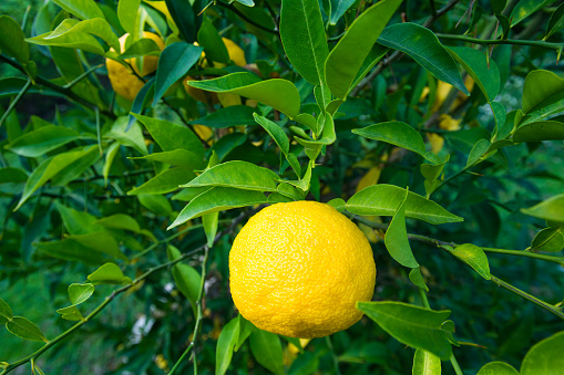 Yellow ripe yuzu fruit close-up on the tree