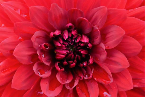 istock Full frame shot of red dahlia flower 1286027485