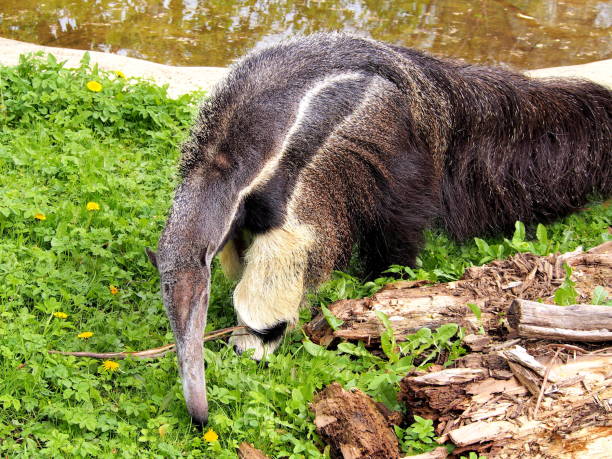 istock anteater on grass with pond in background, 1286027549