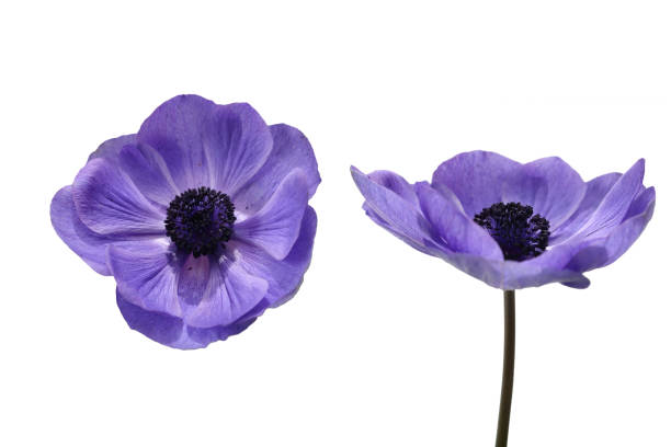 istock flower head of anemone in a white background 1286027553